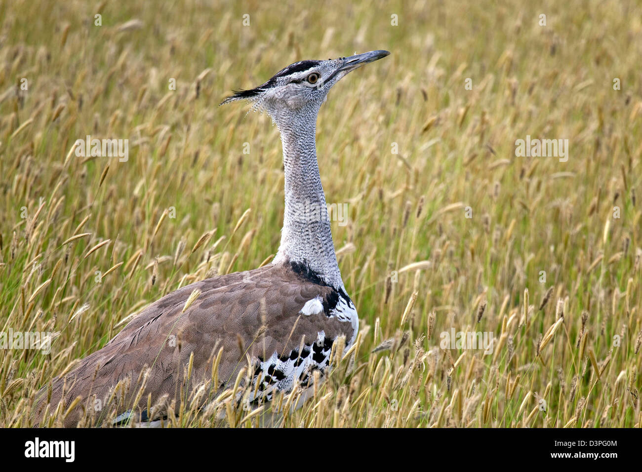 Nahaufnahme von Kori Bustard (Ardeotis Kori) auf der Savanne, Etosha Nationalpark, Namibia, Südafrika Stockfoto