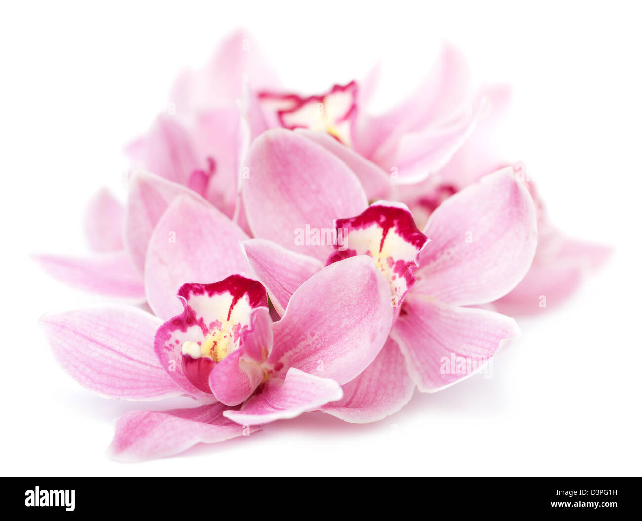 Rosa Orchidee blüht isoliert Stockfoto