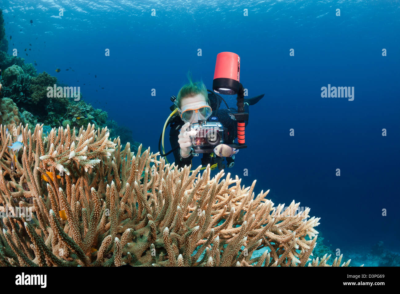 Ein Taucher (MR) Linien ihrer Kamera auf eine Riffbarsche in der Nähe eine große Kolonie von Geweih Korallen, Wakatobi, Indonesien. Stockfoto