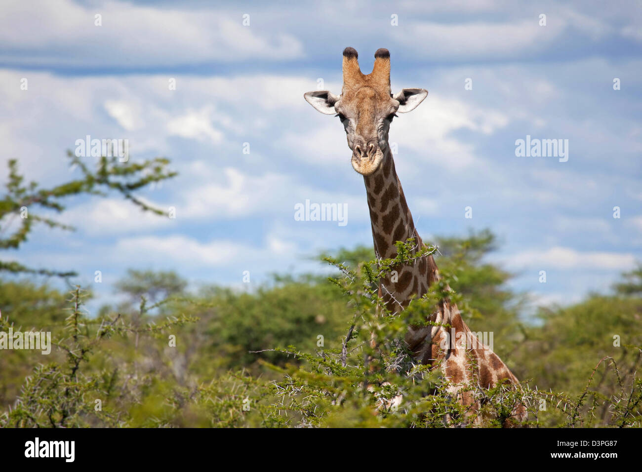 Nahaufnahme der Neugierige Giraffe (Giraffa Plancius) Blick über Dornenbusch in den Etosha Nationalpark, Namibia, Südafrika Stockfoto