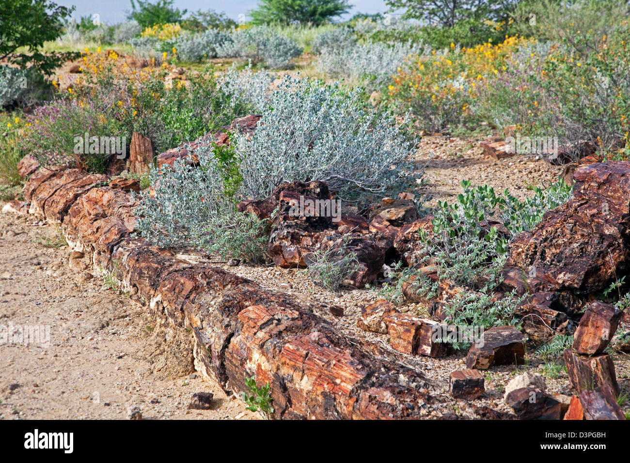 Versteinerte Baum in den versteinerten Wald befindet sich in einem trockenen Flussbett zwischen Khorixas und Twyfelfontein, Namibia, Südafrika Stockfoto