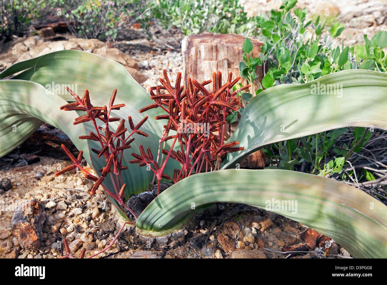Welwitschia Mirabilis, männliche Pflanze und Zapfen in der versteinerte Wald von Khorixas, Namibia, Südafrika Stockfoto