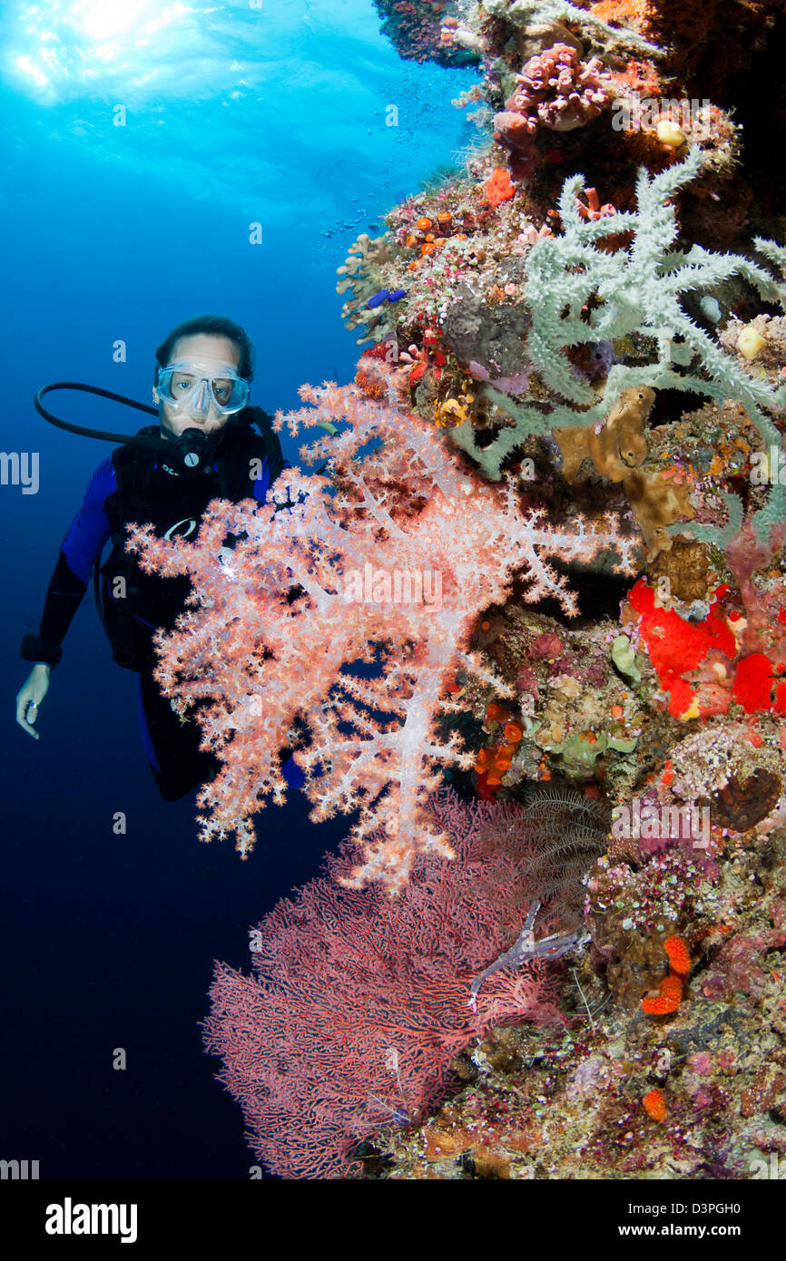 Taucher (MR) mit Gorgonien und Alcyonarian Korallen, Tubbataha Reef, Philippinen. Stockfoto