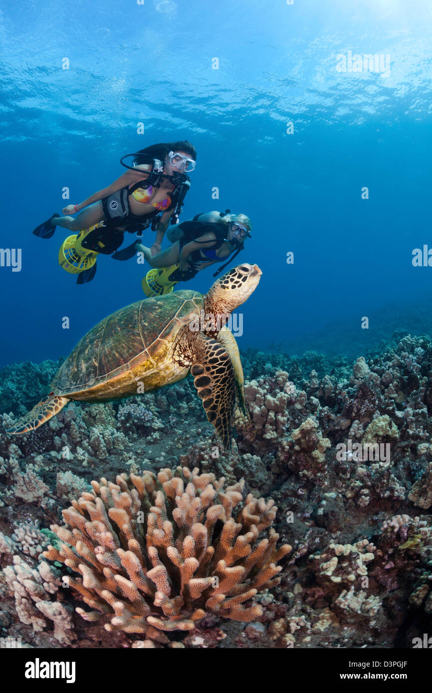 Zwei weibliche Taucher (MR) Unterwasser-Scooter und eine grüne Meeresschildkröte, Chelonia Mydas, Hawaii. Stockfoto