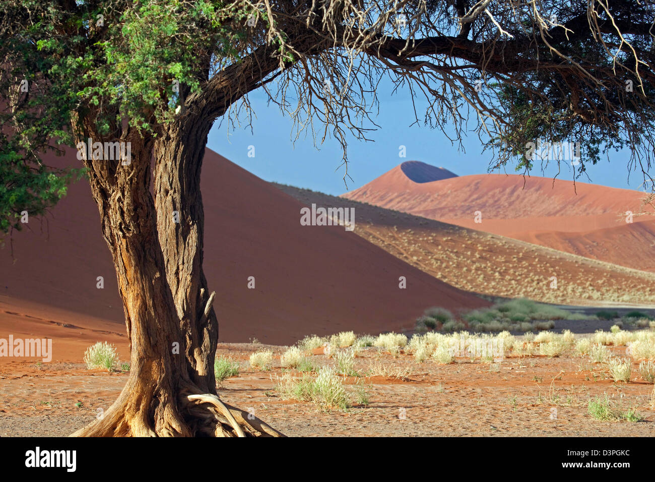 Akazie in der Namib-Wüste bei Sossusvlei, Namib-Naukluft, Namibia, Südafrika Stockfoto