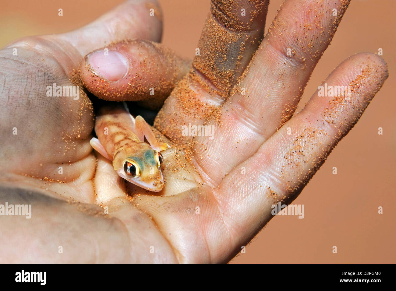 Namib Sand Gecko / footed Gecko (Pachydactylus Rangei) hielt in der Hand in der Namib-Wüste, Sossusvlei, Namibia, Südafrika Stockfoto
