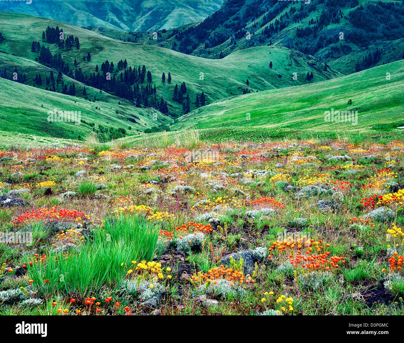 Wilder Buchweizen (Sp Eriogonum) Blumen. Zumwalt Prairie Nature Conservatory. Oregon Stockfoto