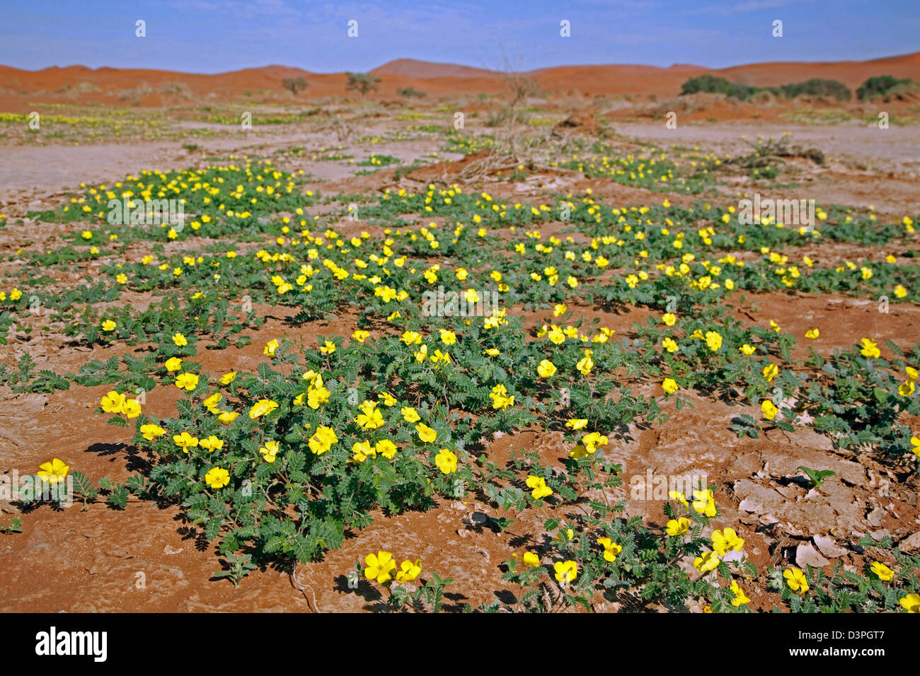 Des Teufels Dorn (Tribulus Terrestris) Blüte in blühenden Namib-Wüste in der Regenzeit am Sossusvlei, Namibia, Südafrika Stockfoto