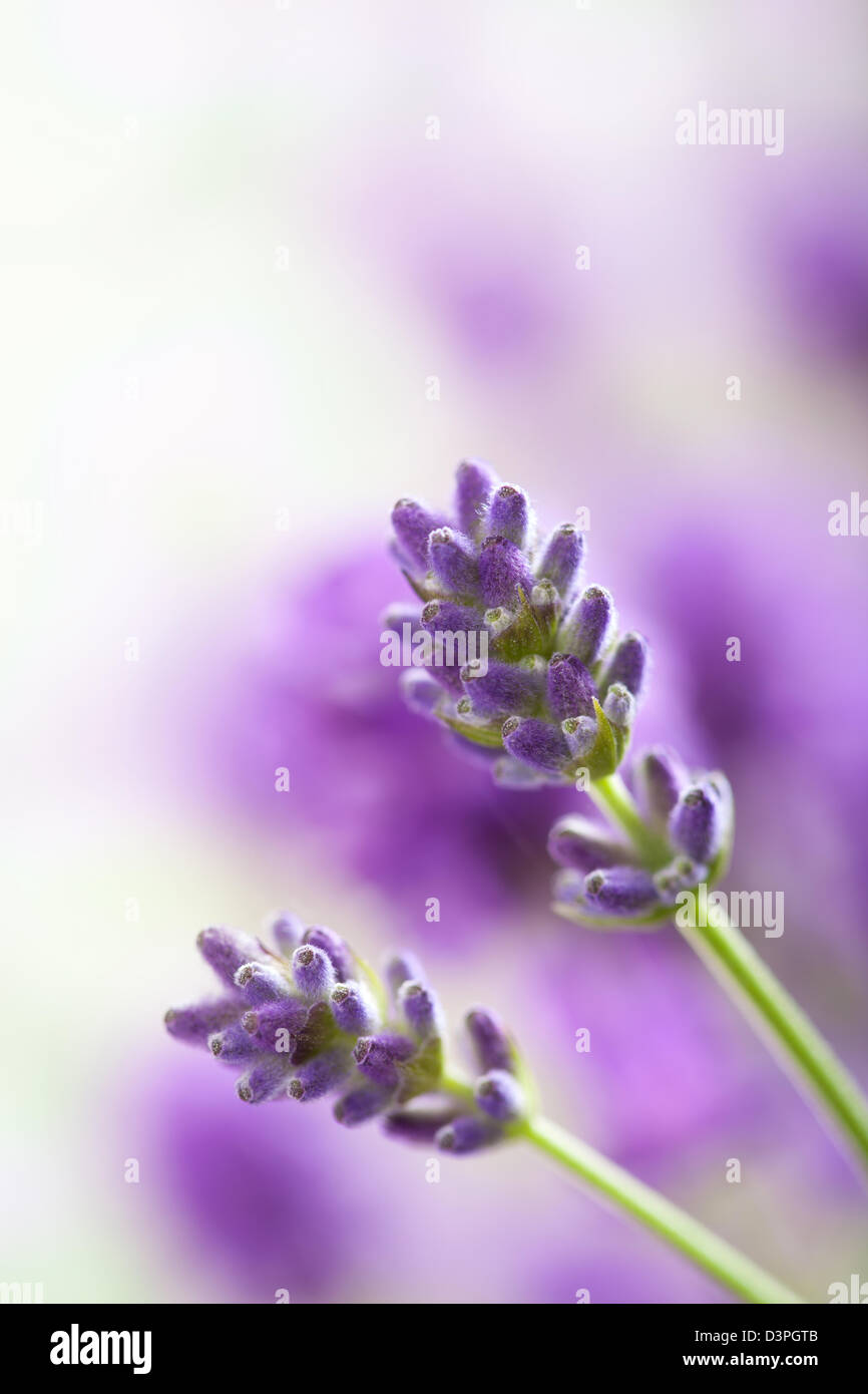 Lavendelblüten Stockfoto