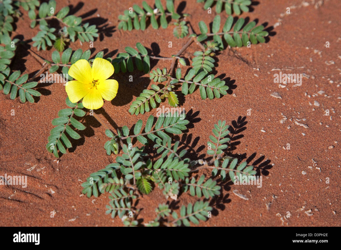 Des Teufels Dorn (Tribulus Terrestris) Blüte in blühenden Namib-Wüste in der Regenzeit am Sossusvlei, Namibia, Südafrika Stockfoto