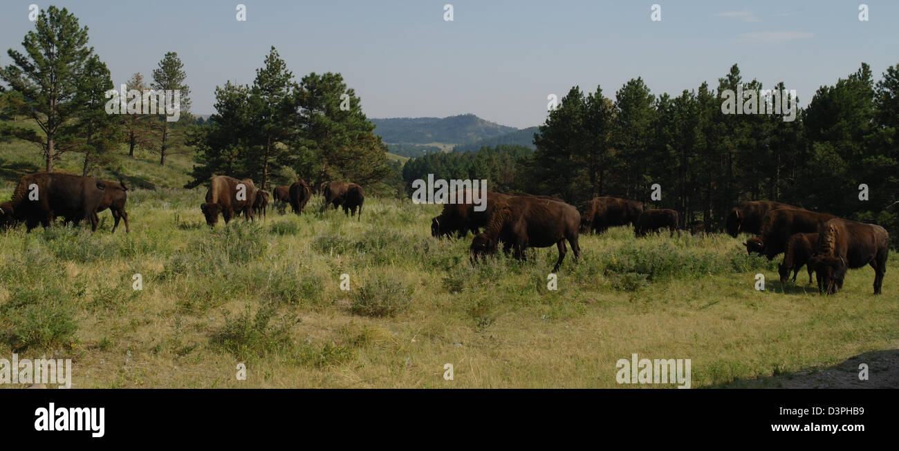 Blauer Himmel Jeep Safari Ansicht Herde von Braun Bisons grasen Rasen in der Nähe von Kiefer Bäume, Custer State Park, Black Hills, South Dakota, USA Stockfoto