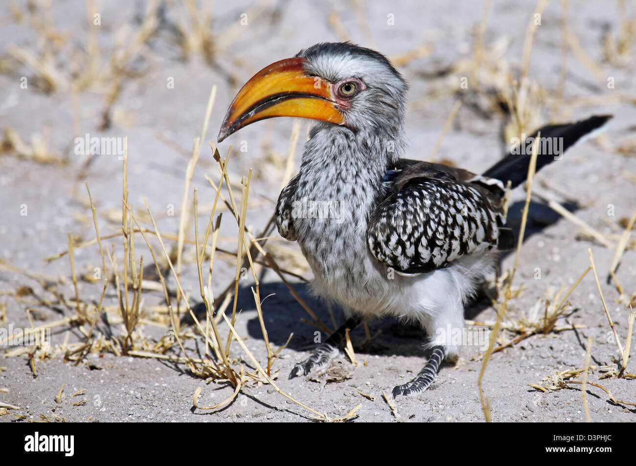 Yellowbilled Hornbill, Tockus Leucomelas, gelb-billed Hornbill, Botswana, Botswana Stockfoto