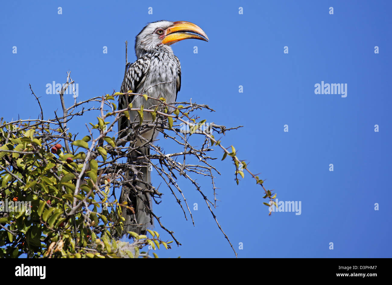 Yellowbilled Hornbill, Tockus Leucomelas, gelb-billed Hornbill, Botswana, Botswana Stockfoto