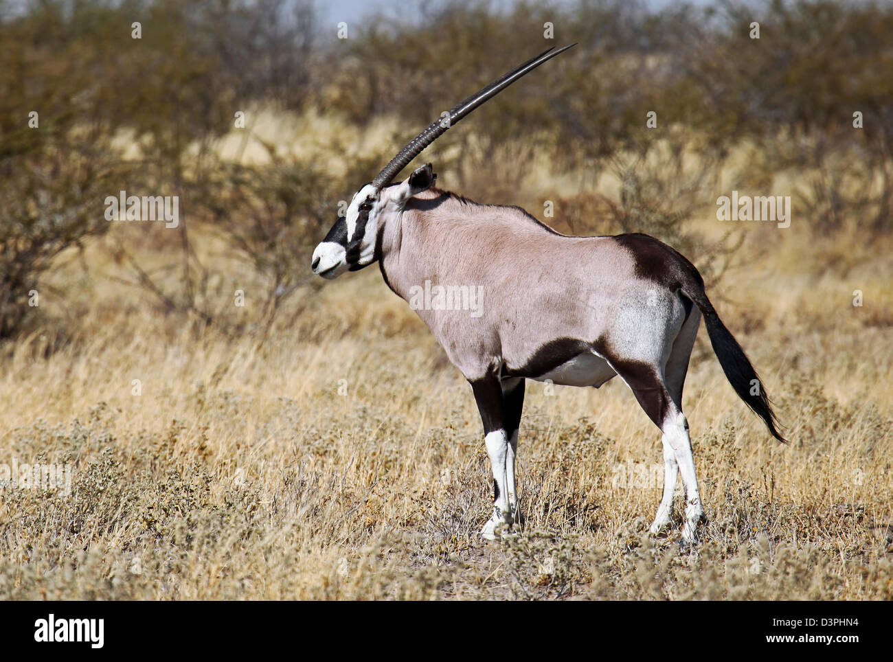 Central Kalahari Game Reserve, Botswana, Botswana, Oryx Gazella, Gemsbock Stockfoto