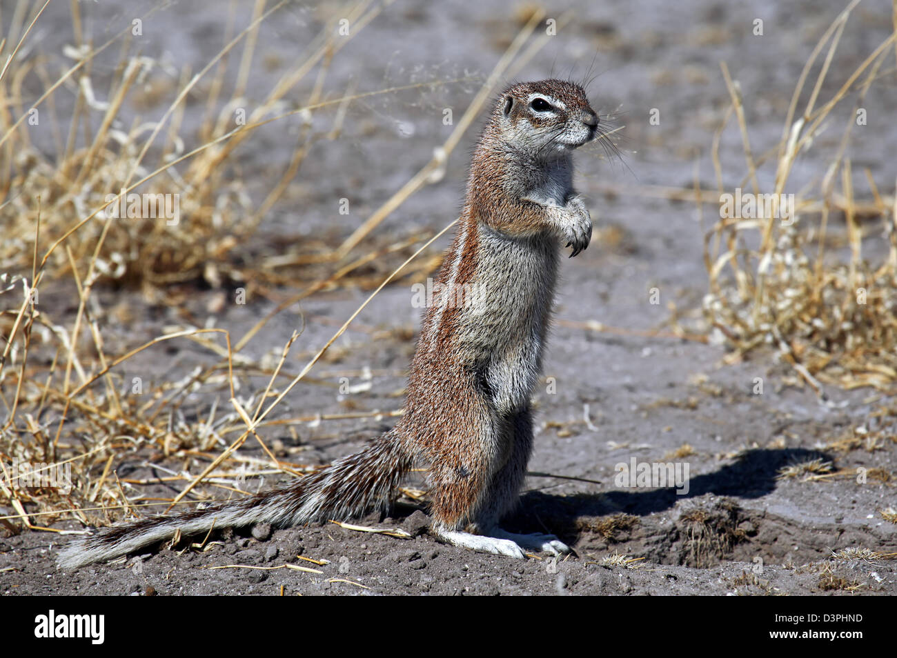 Afrikanische Borstenhörnchen, Tierwelt, Botsuana Stockfoto