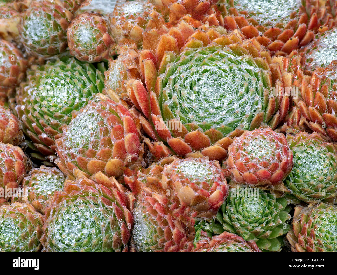 Hopewell saftig nach Regen. Oregon Stockfoto