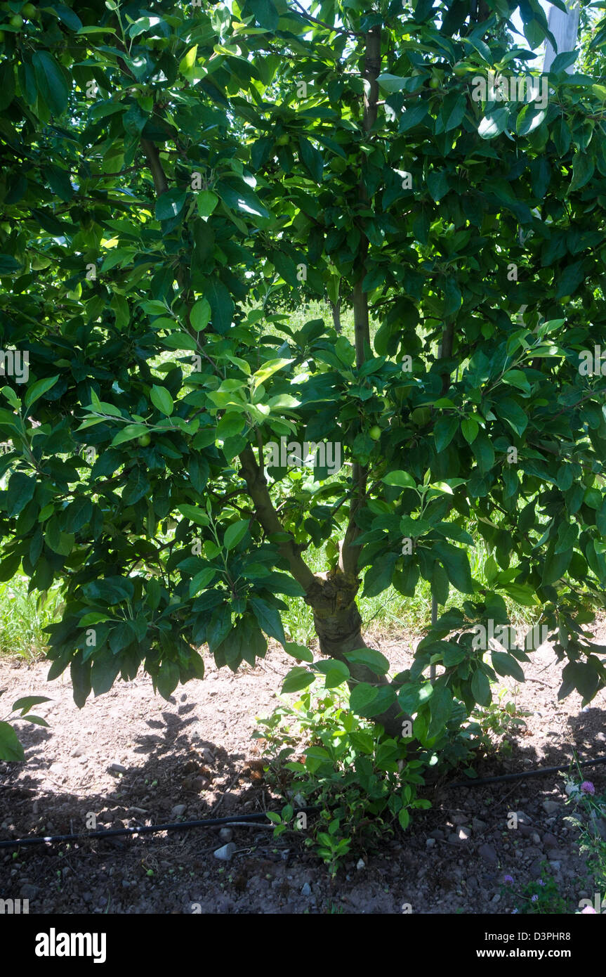 Double split Verzweigung auf hohe Spindel Apfelbaum Stockfoto