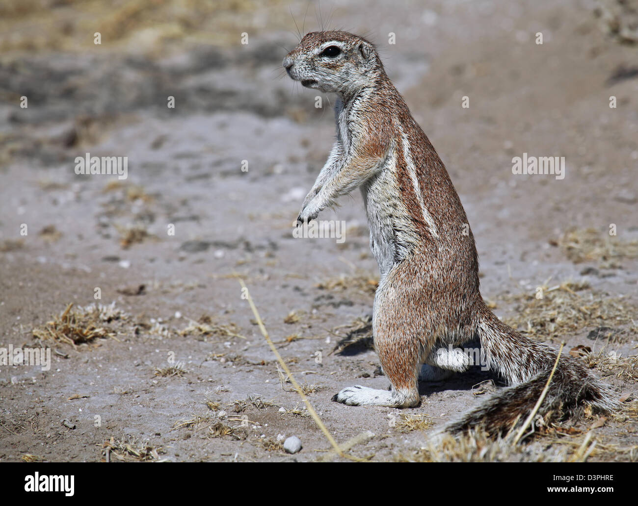 Afrikanische Borstenhörnchen, Tierwelt, Botsuana Stockfoto