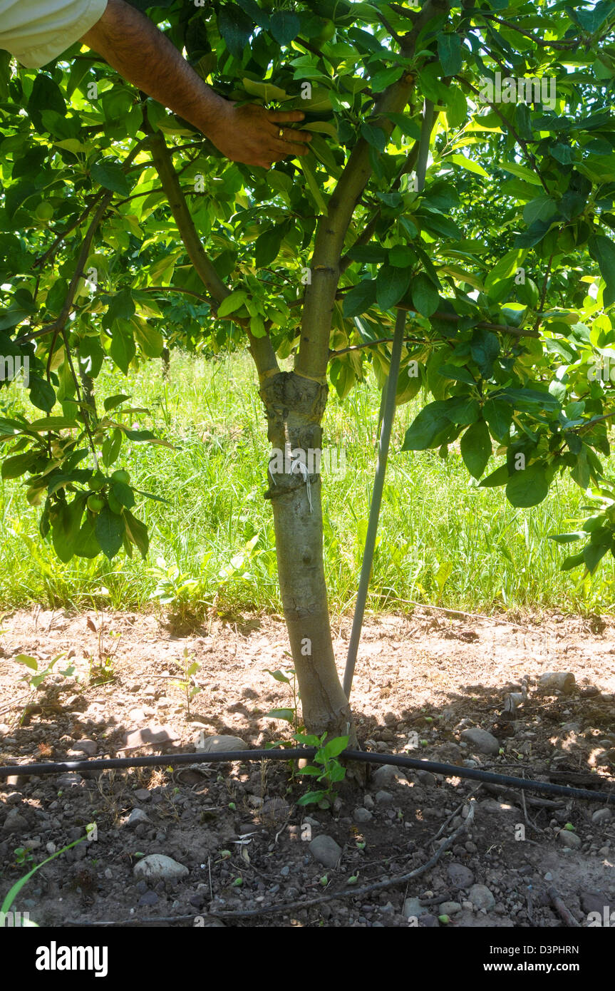 Verzweigung mit Bewässerung auf hohe Spindel Apfelbaum Stockfoto