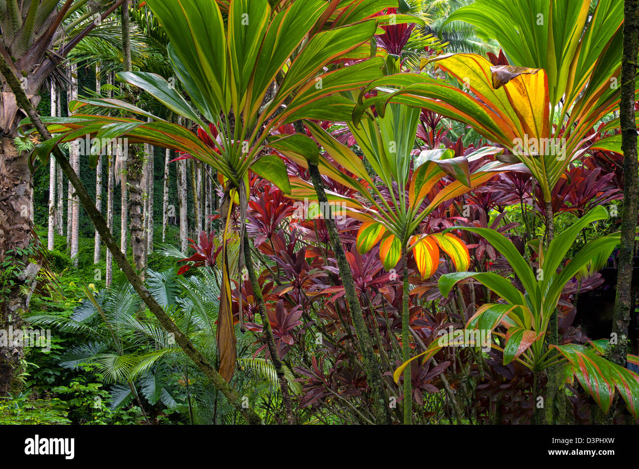 TI-Pflanzen. Hawaii Tropical Botanical Gardens. Hawaii, die große Island.Hawaii, Stockfoto