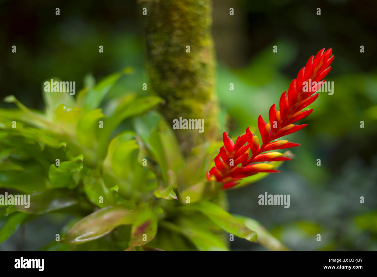 Blühende Bromiliad. Hawaii Tropical Botanical Gardens. Hawaii, Big Island. Stockfoto