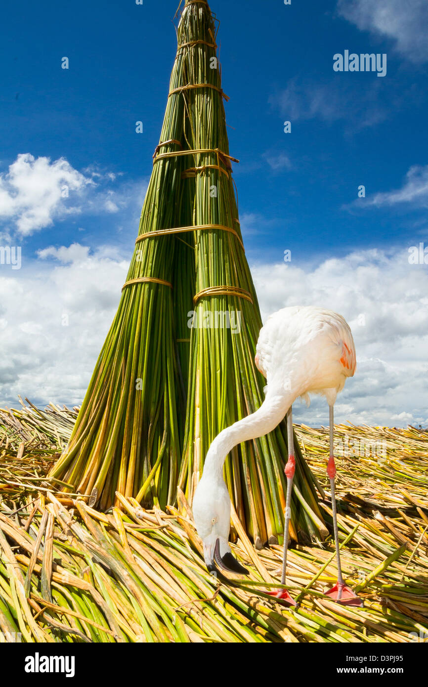 Weiße Flamingo auf den Inseln der Uros Peru Stockfoto