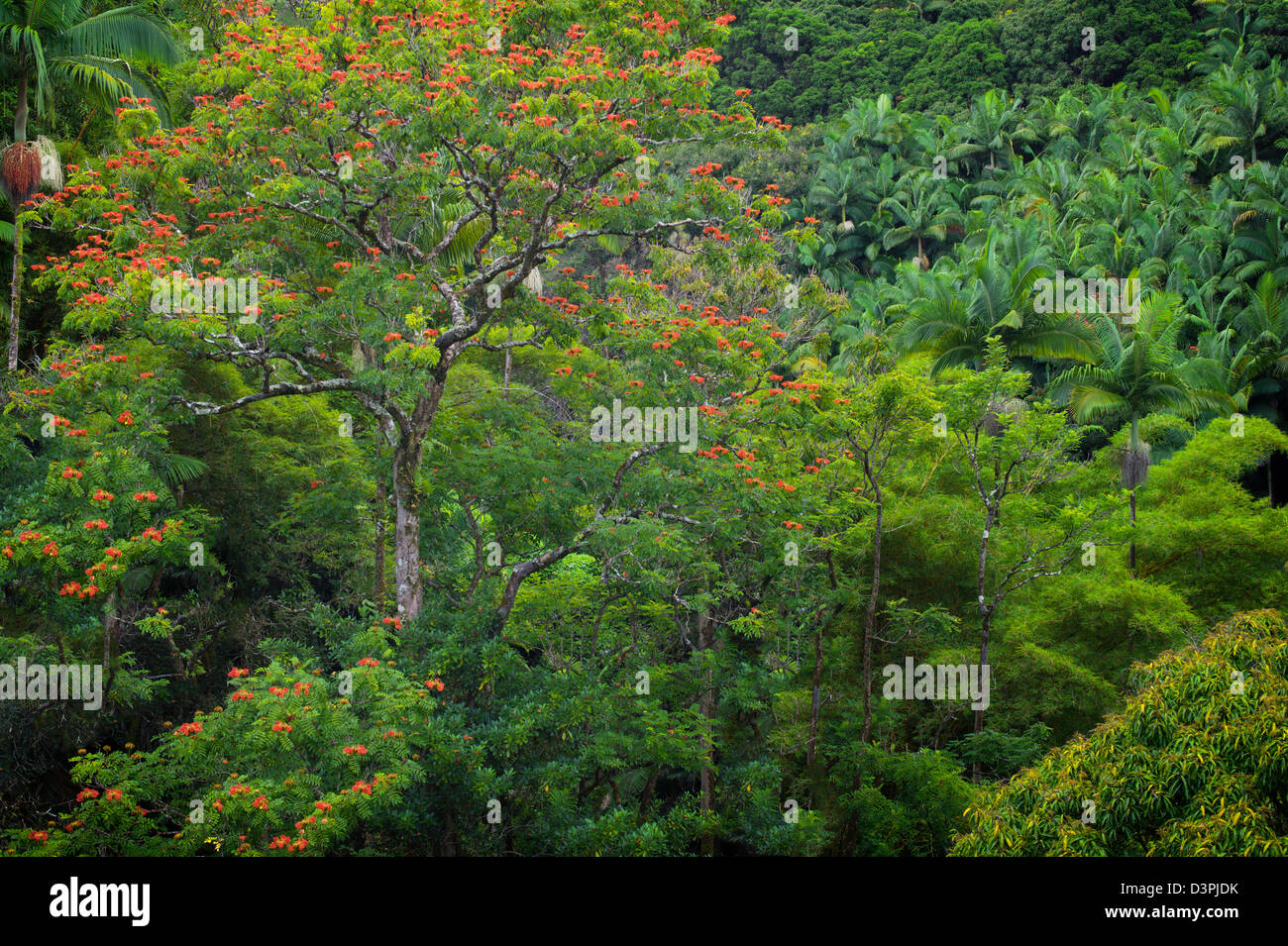 Regenwald mit afrikanischen Tulpenbaum in voller Blüte. Hanaunau Küste. Hawaii, Big Island. Stockfoto
