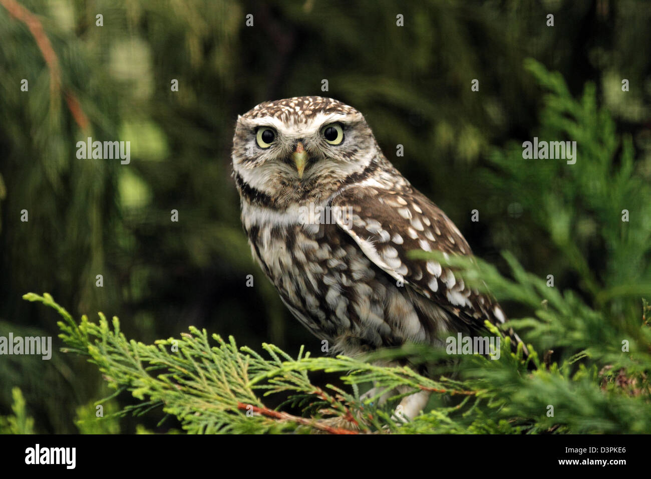 Steinkauz (Athene Noctua) Stockfoto