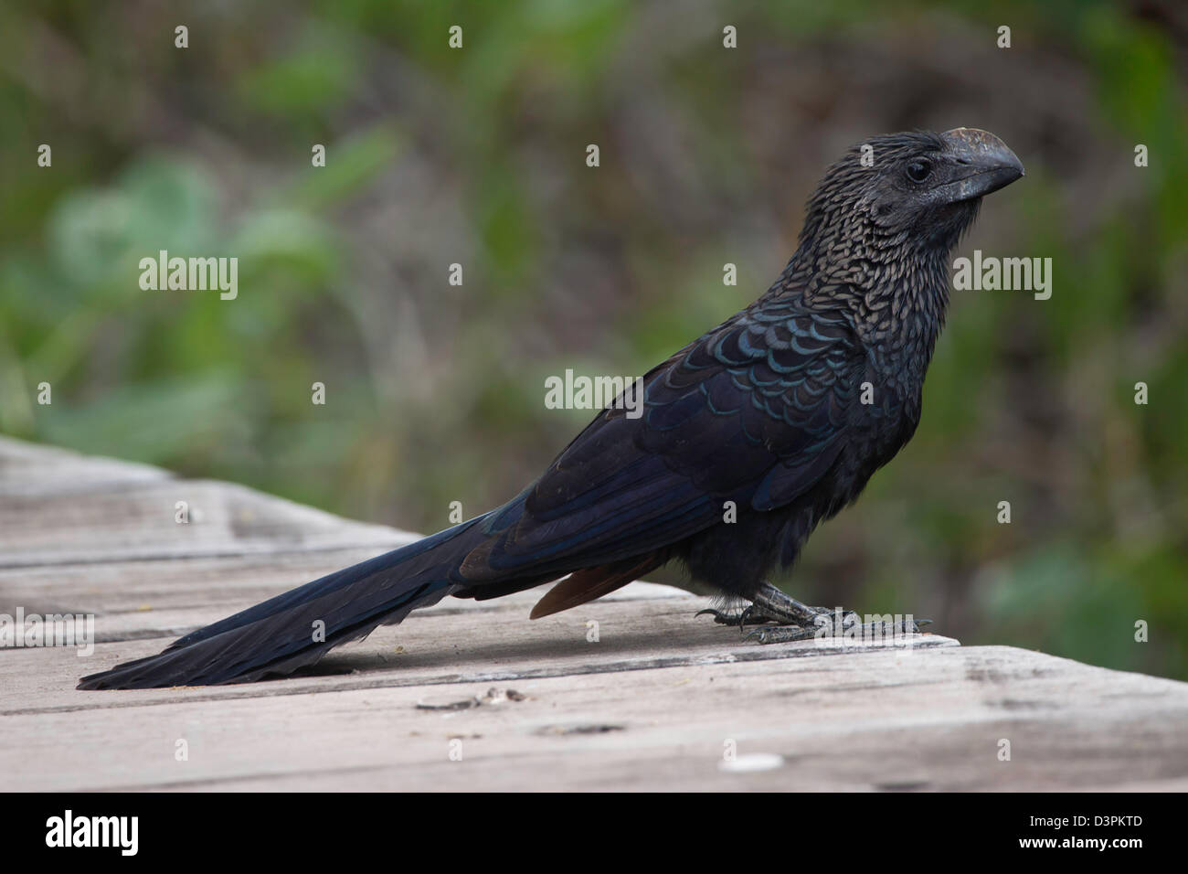 Die glatt-billed Ani, Crotophaga Ani, brachte auf Santa Cruz Island, Galapagos vom Festland Ecuadors. Stockfoto