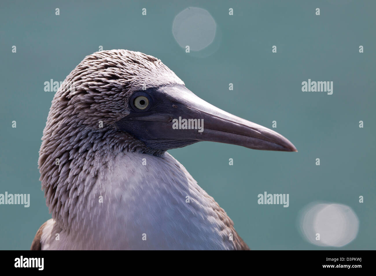 Eine männliche blau footed Tölpel, Sula Nebouxii Excisa, Galapagos-Inseln, Ecuador. Stockfoto