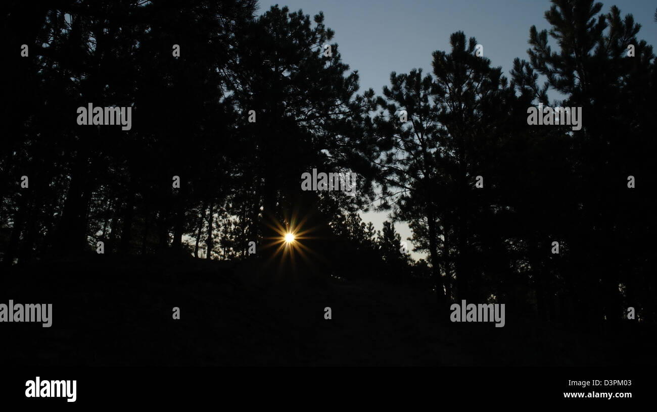 Blauer Himmel gelb Dämmerung Sonne durch schwarze Silhouetten Ponderosa Pines, Lover es Sprung Trail, Black Hills, South Dakota, USA Stockfoto