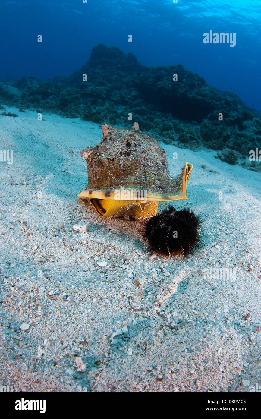 Diese gehörnten Helmschale, Cassis Cornuta, hebt die Schale um ein Sammler Urchin, Tripneustes Gratilla, Hawaii zu erfassen. Stockfoto