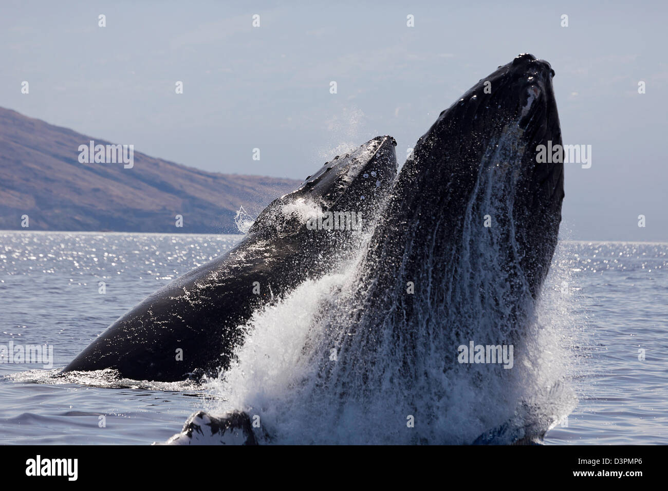 Dagegen verstößt Buckelwal, Impressionen Novaeangliae mit West Maui im Hintergrund, Hawaii. Stockfoto