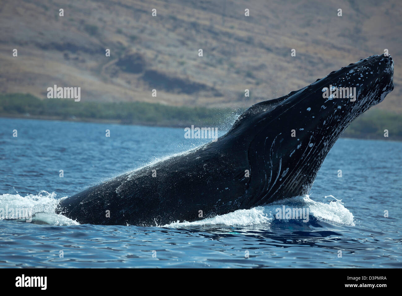 Dagegen verstößt Buckelwal, Impressionen Novaeangliae mit West Maui im Hintergrund, Hawaii. Stockfoto