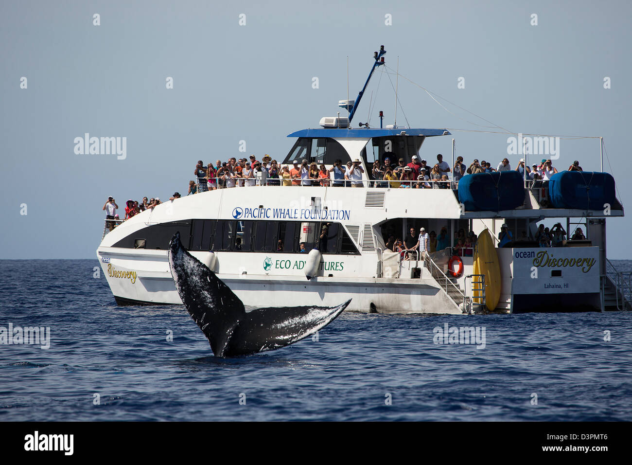 Touristen auf eine Whale-watching Boot, bekommen eine Nahaufnahme Blick am Heck eines Buckelwal, Impressionen Novaeangliae, Hawaii. Stockfoto
