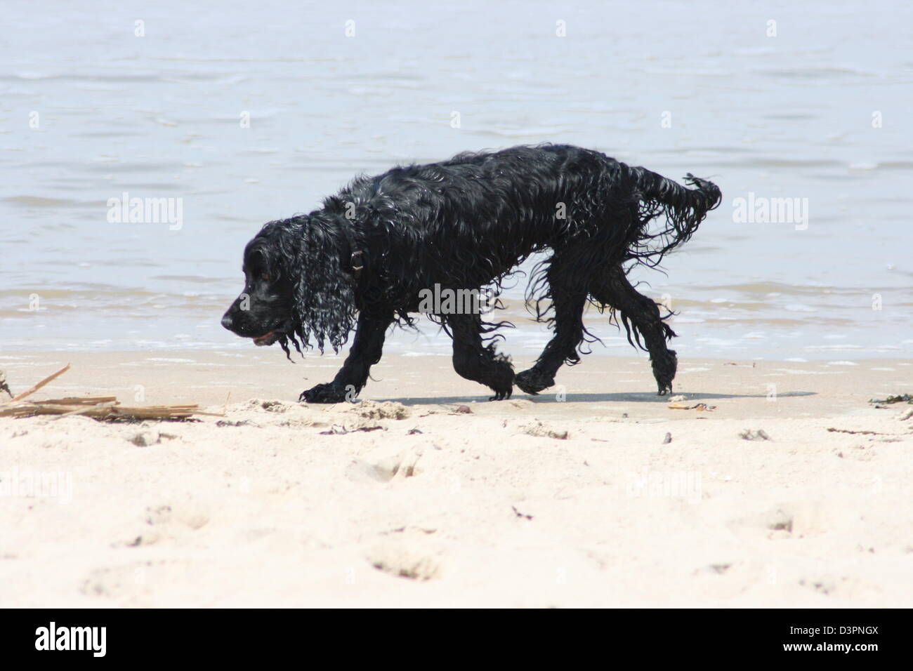 ein schwarzer Hund Stockfoto