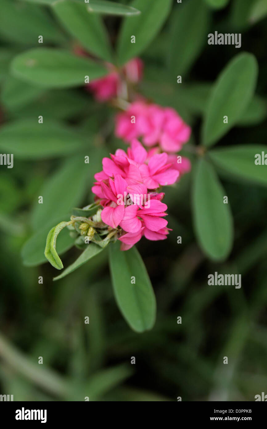 Drei Blatt Indigo, Indigofera glandulosa Stockfoto