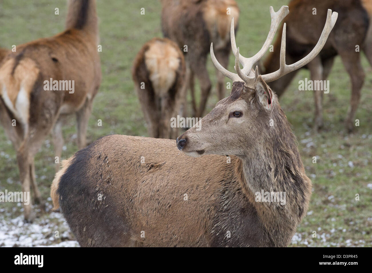 Rotwild-Hirsch (Cervus Elaphus) Stockfoto