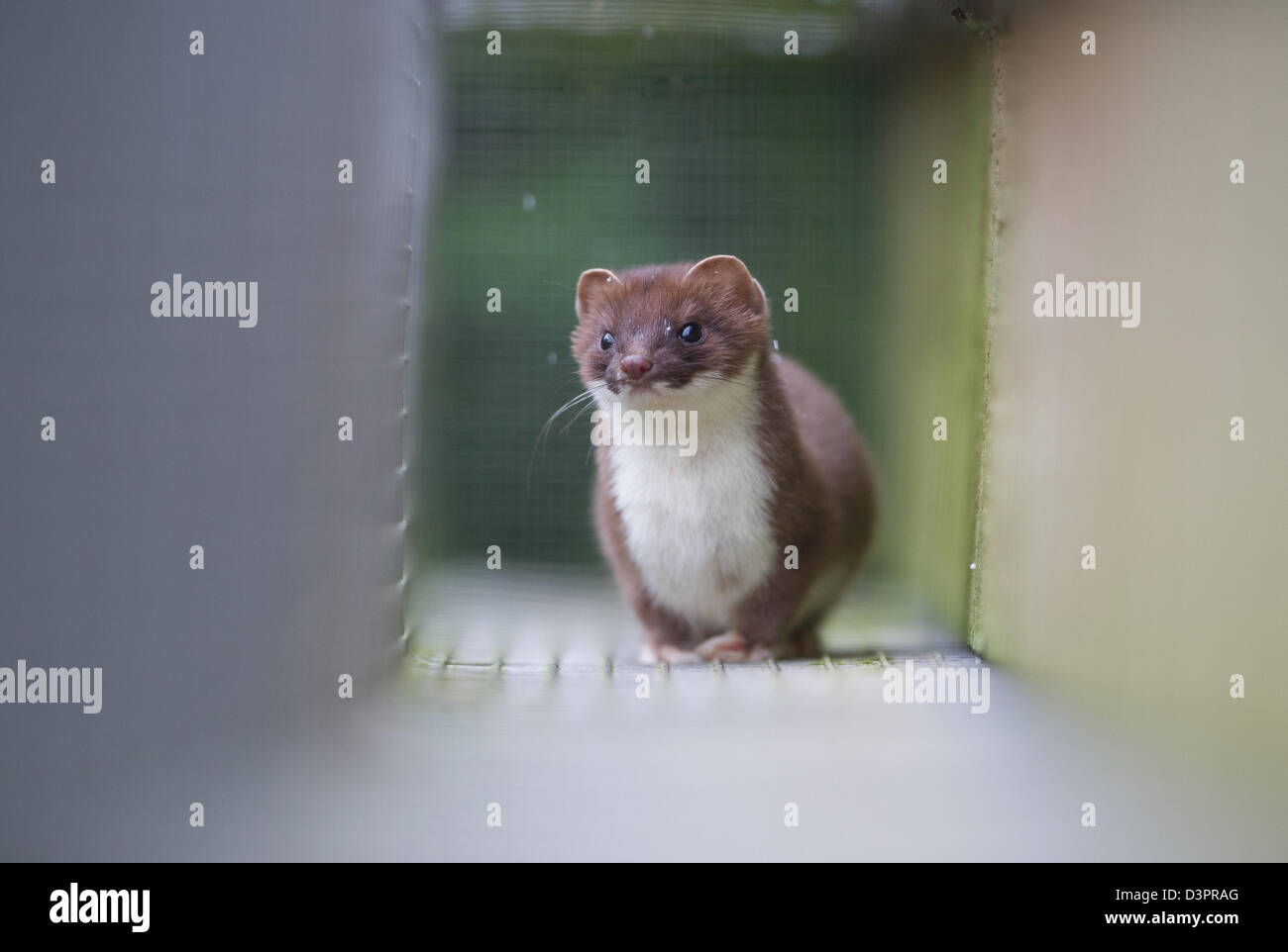 Hermelin (Mustela Erminea) Stockfoto