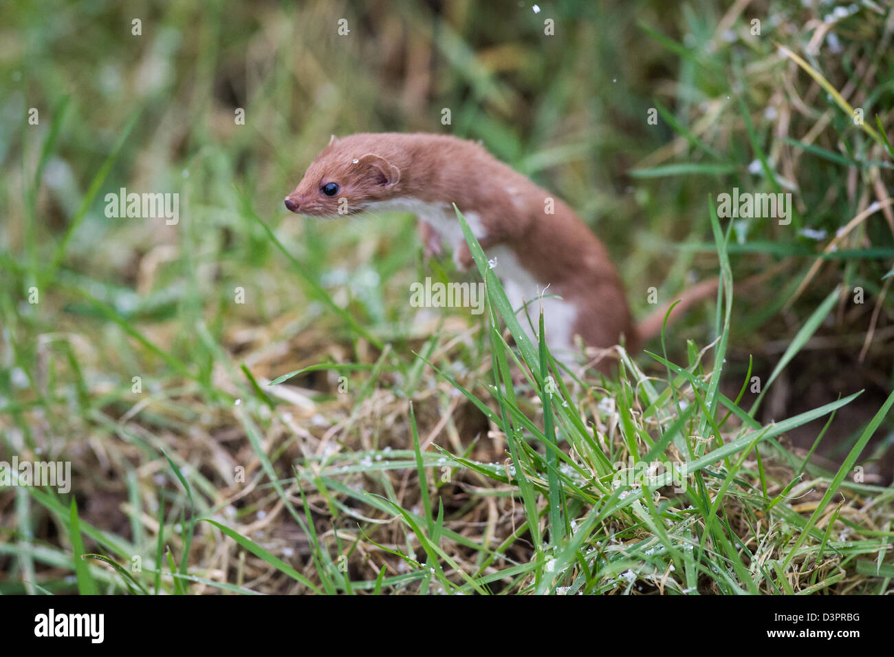 Wenigsten Wiesel (Mustela Nivalis) Stockfoto