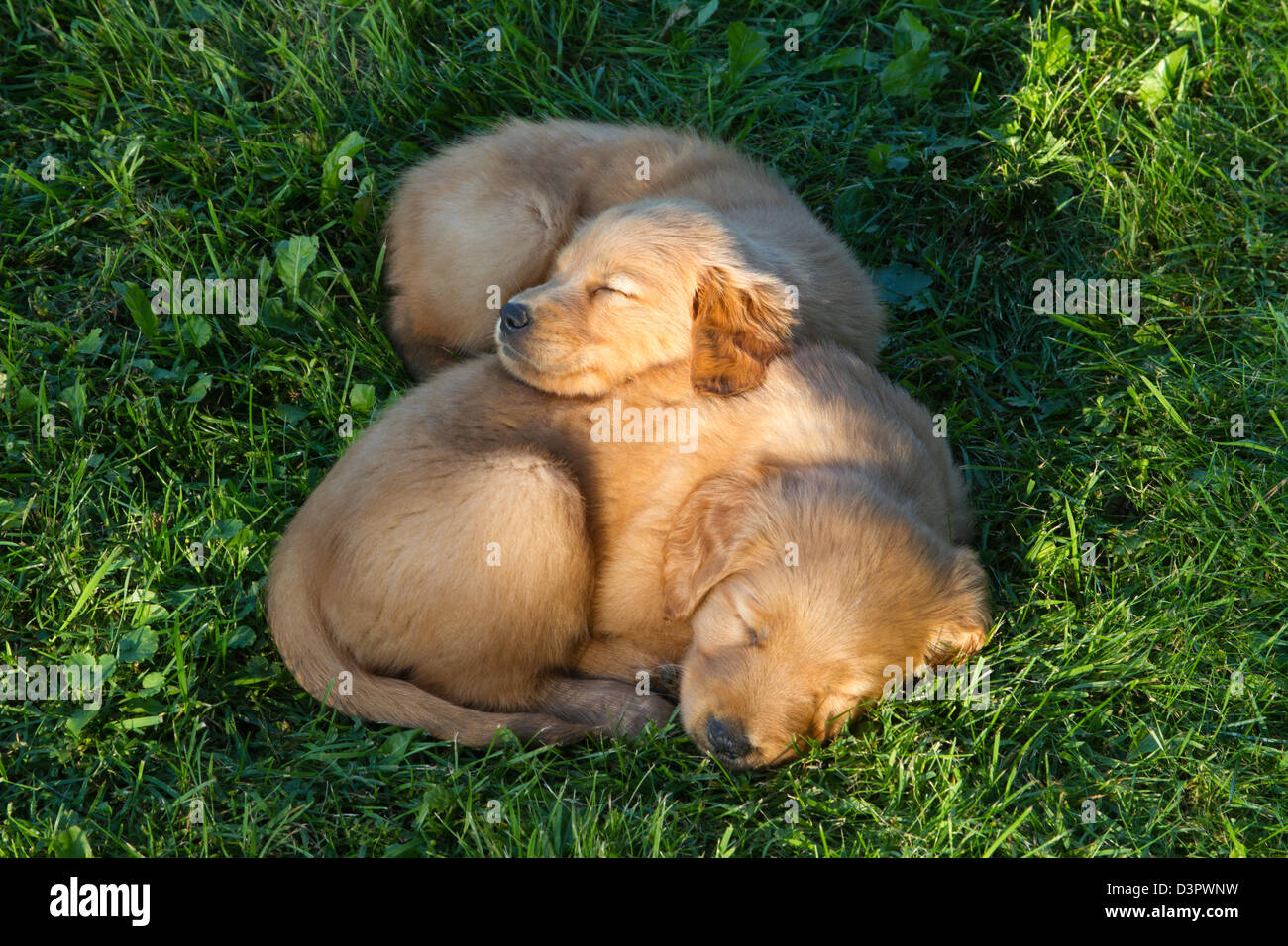 Golden Retriever Welpen schlafen Stockfoto