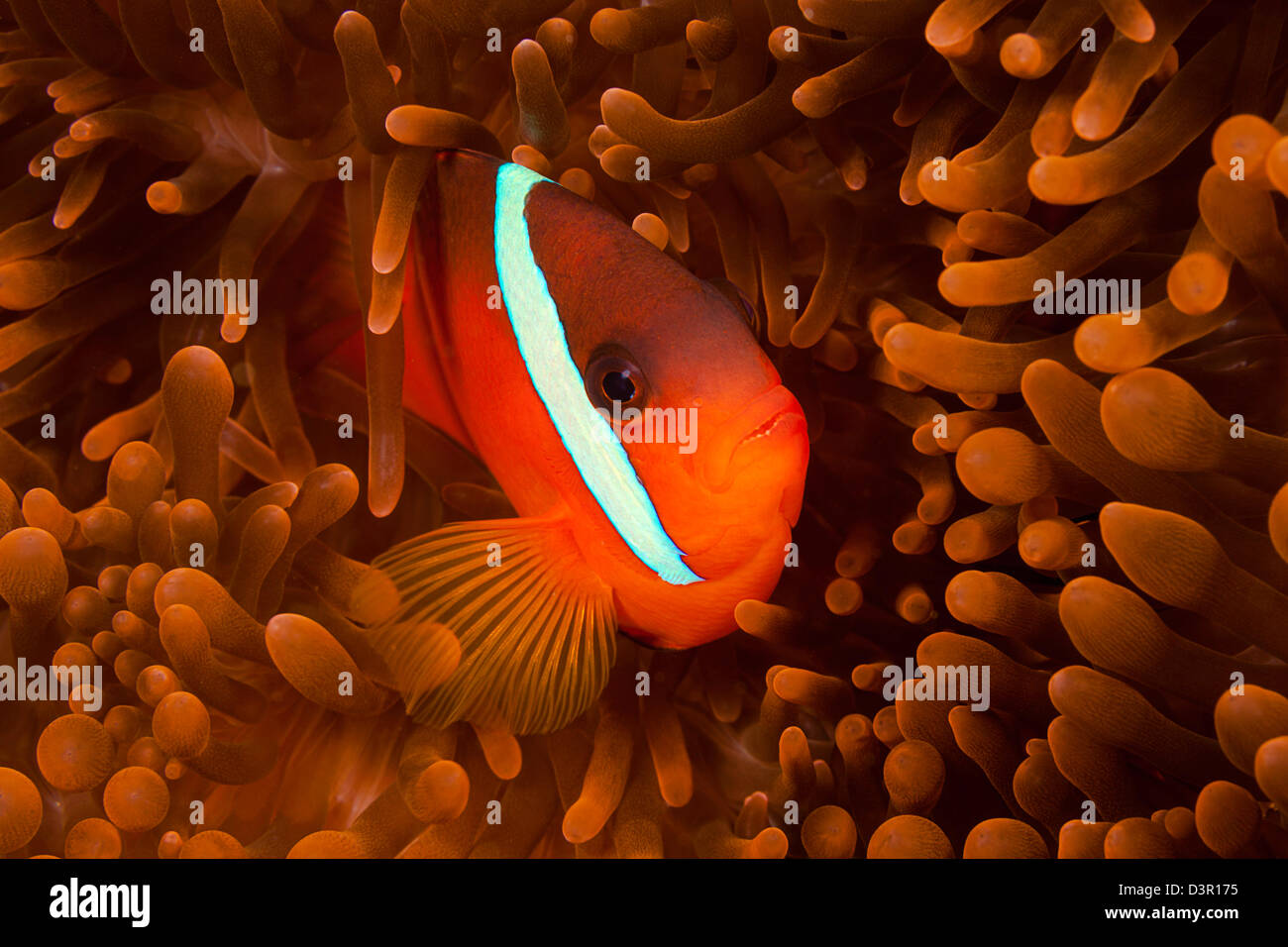 Endemische Fidschi Clownfisch Amphiprion Barberi. Stockfoto