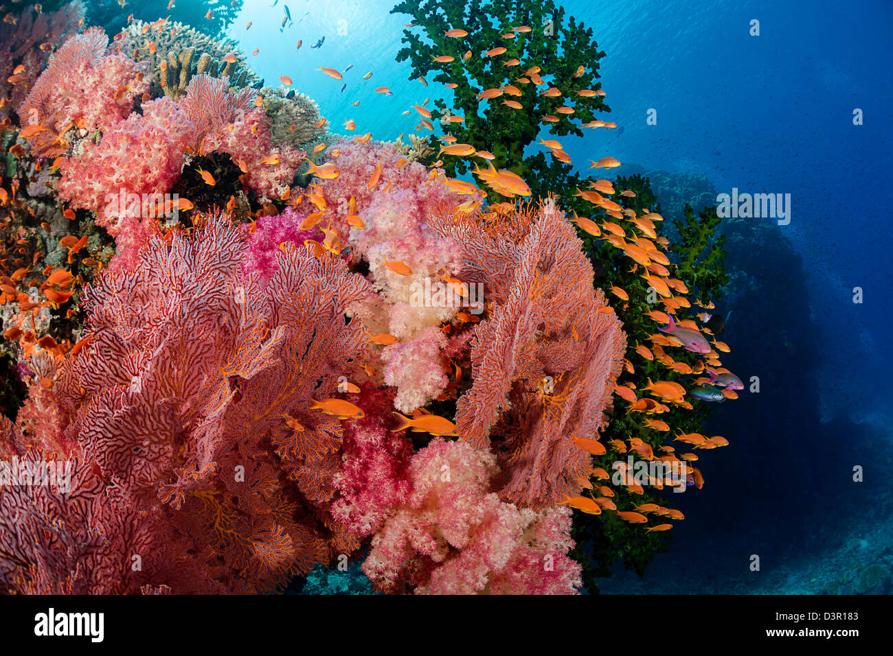 Alconarian und Gorgonien Korallen mit Schulbildung Anthias dominieren diese Fidschi Riff. Stockfoto