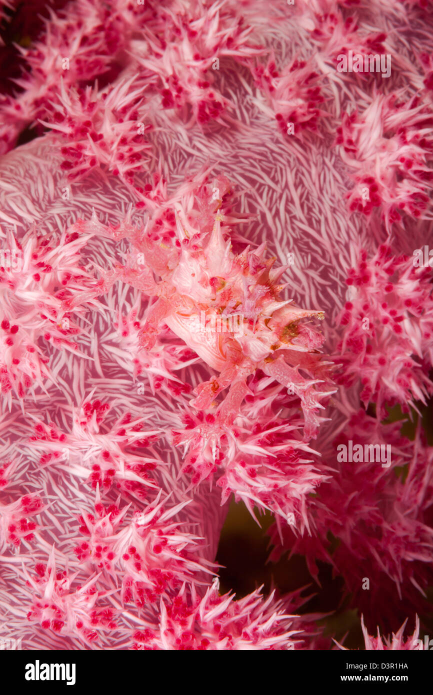 Die weichen Korallen Seespinnen, Hoplophrys Oatesii, ist mit Stacheln, die Alcyonarian Korallen zu imitieren, auf denen es lebt, Fidschi bedeckt. Stockfoto