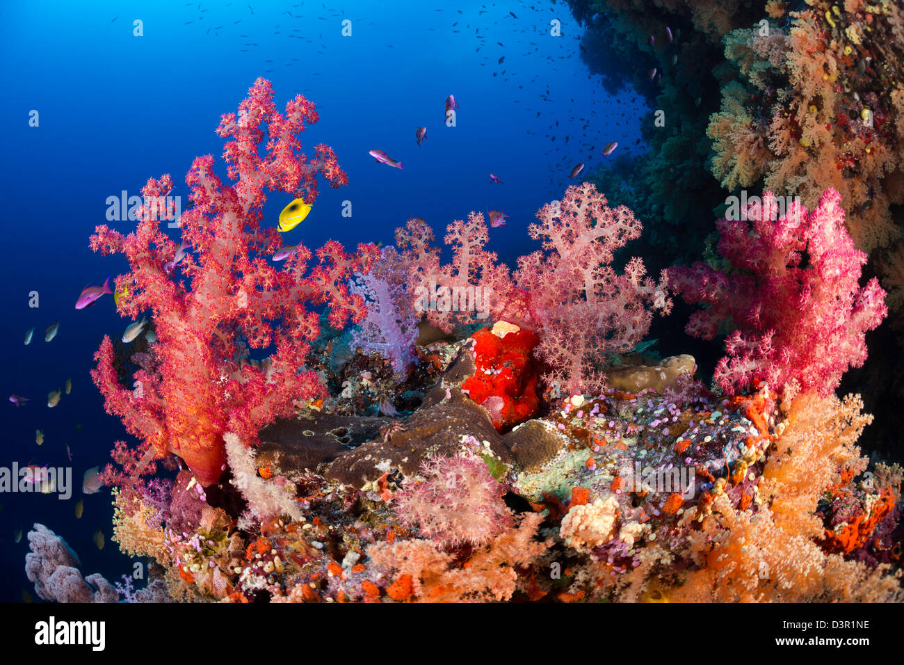 Alconarian Koralle mit Schulbildung Anthias dominieren diese Fidschi Riff. Stockfoto