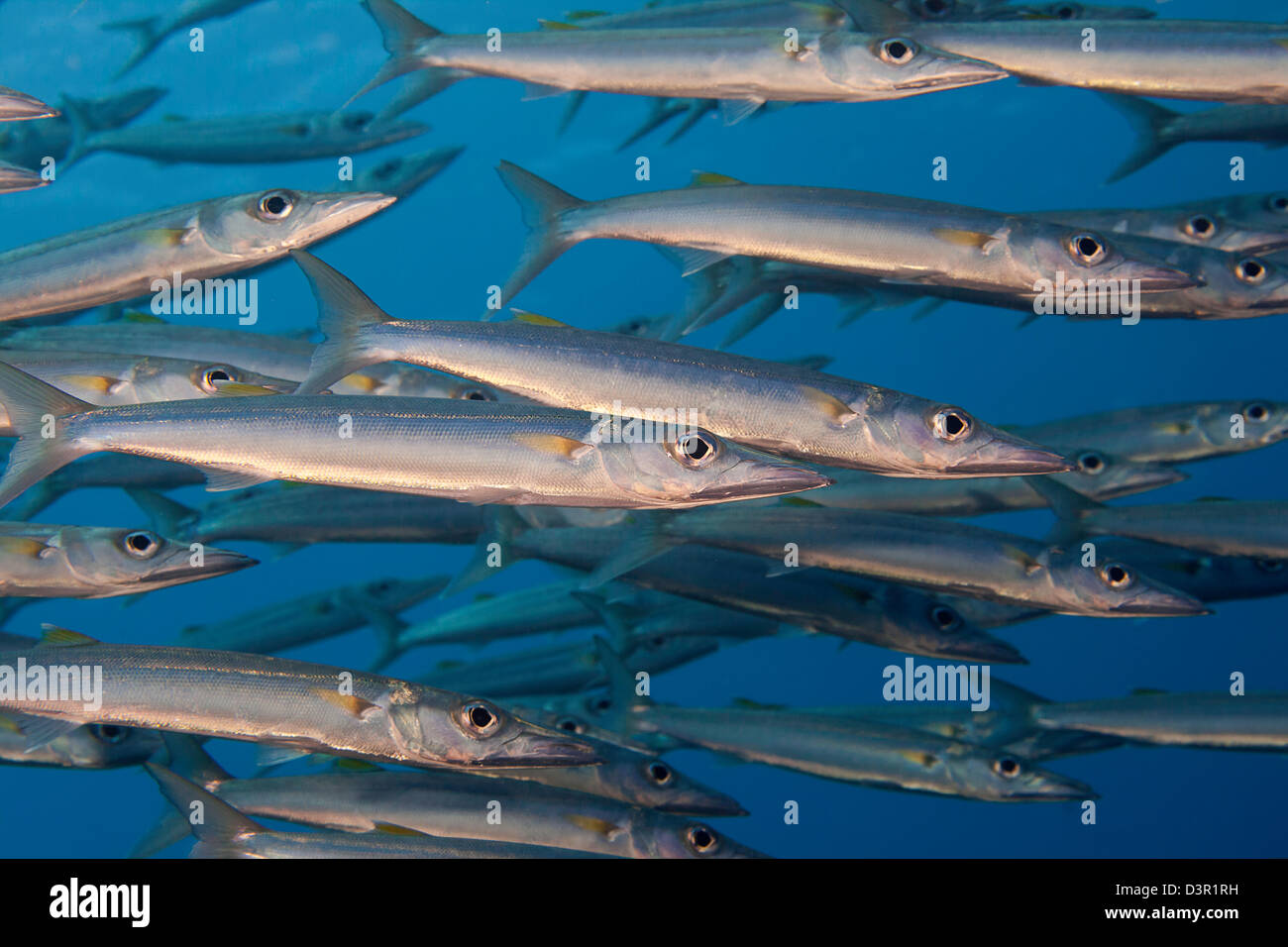 Ein Teil einer Schule Heller Barracuda, größten Helleri, patrouillieren in das offene Wasser aus einem fidschianischen Riff. Stockfoto