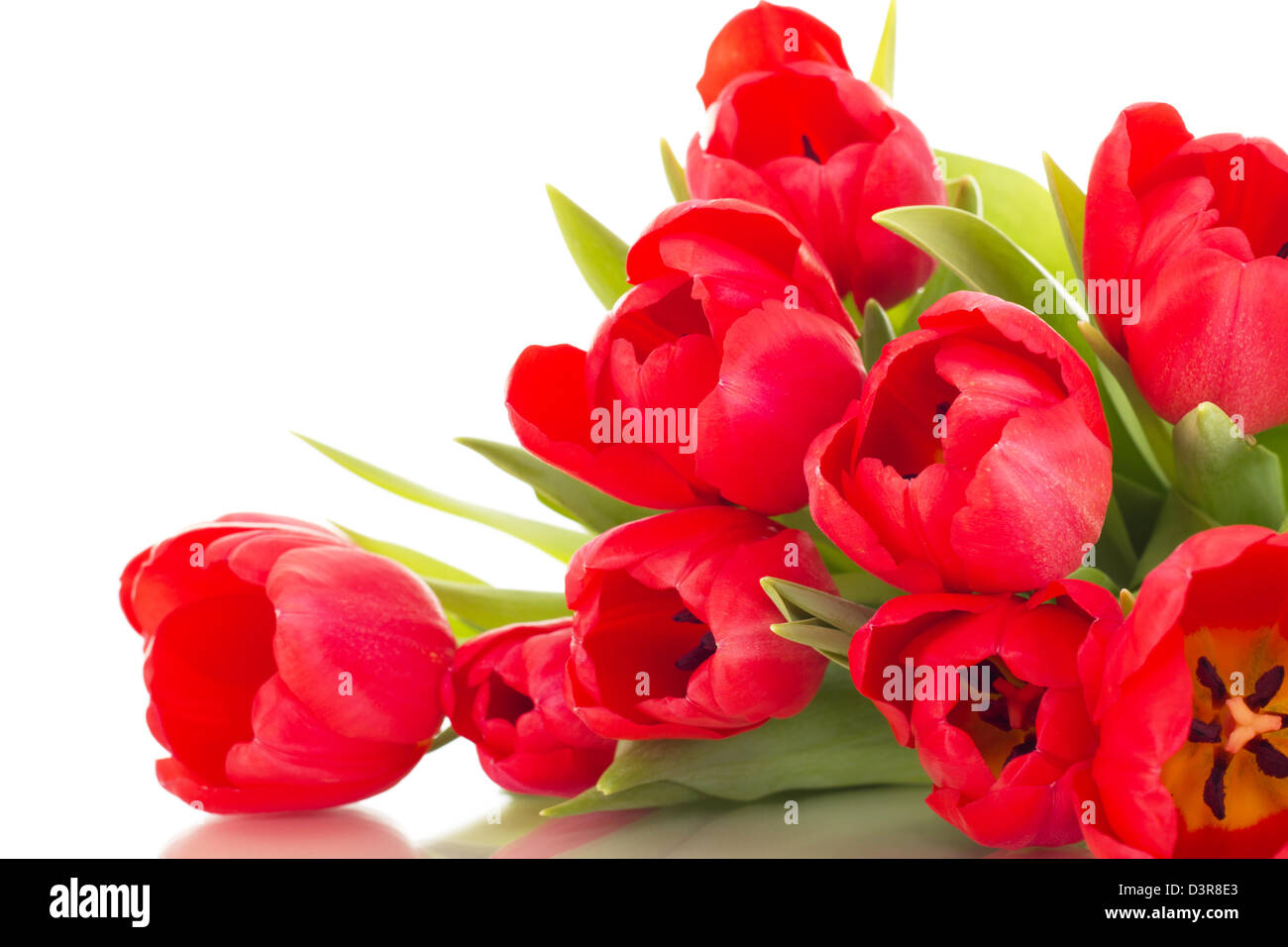 Reihe von Tulpen Stockfoto