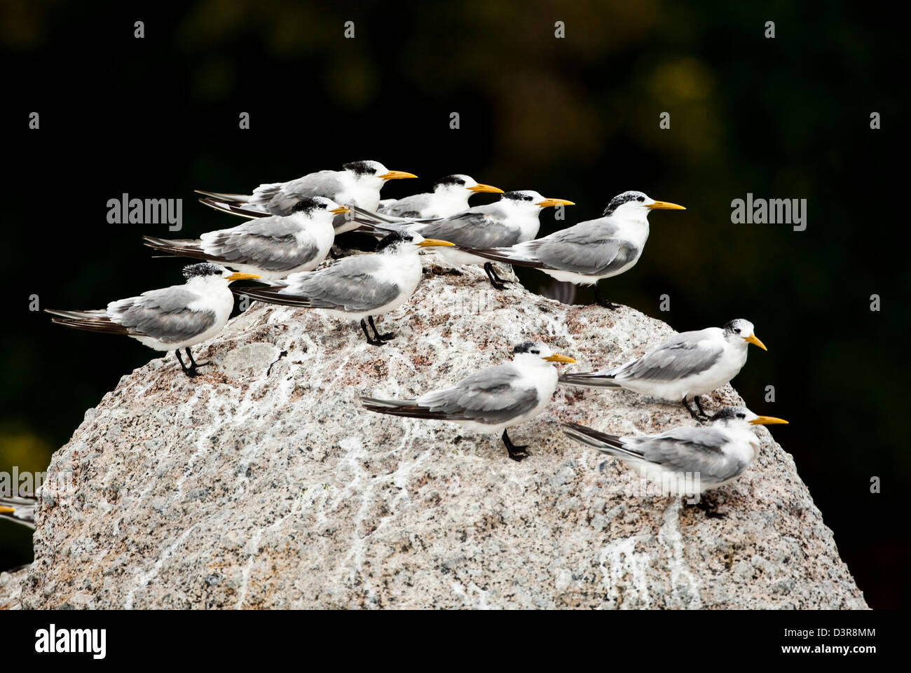 Vögel, die auf Felsen steht, alle in dieselbe Richtung suchen Stockfoto
