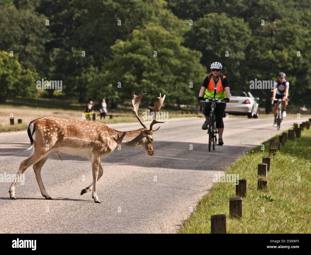 Radfahrer in Richmond Park mit Reh, UK Stockfoto