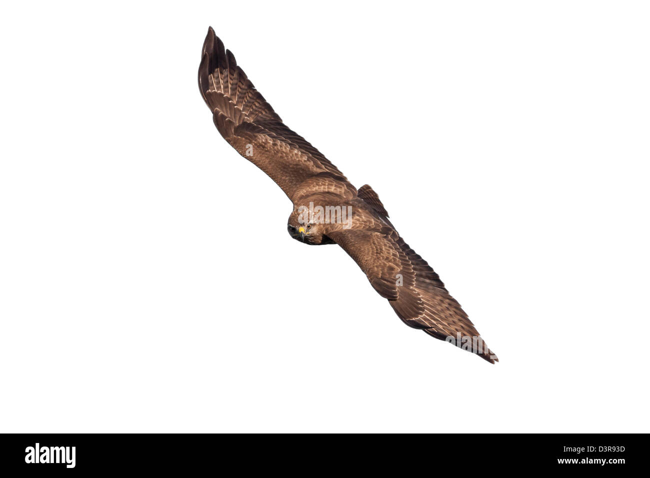 Mäusebussard, Buteo Buteo, fliegen Stockfoto